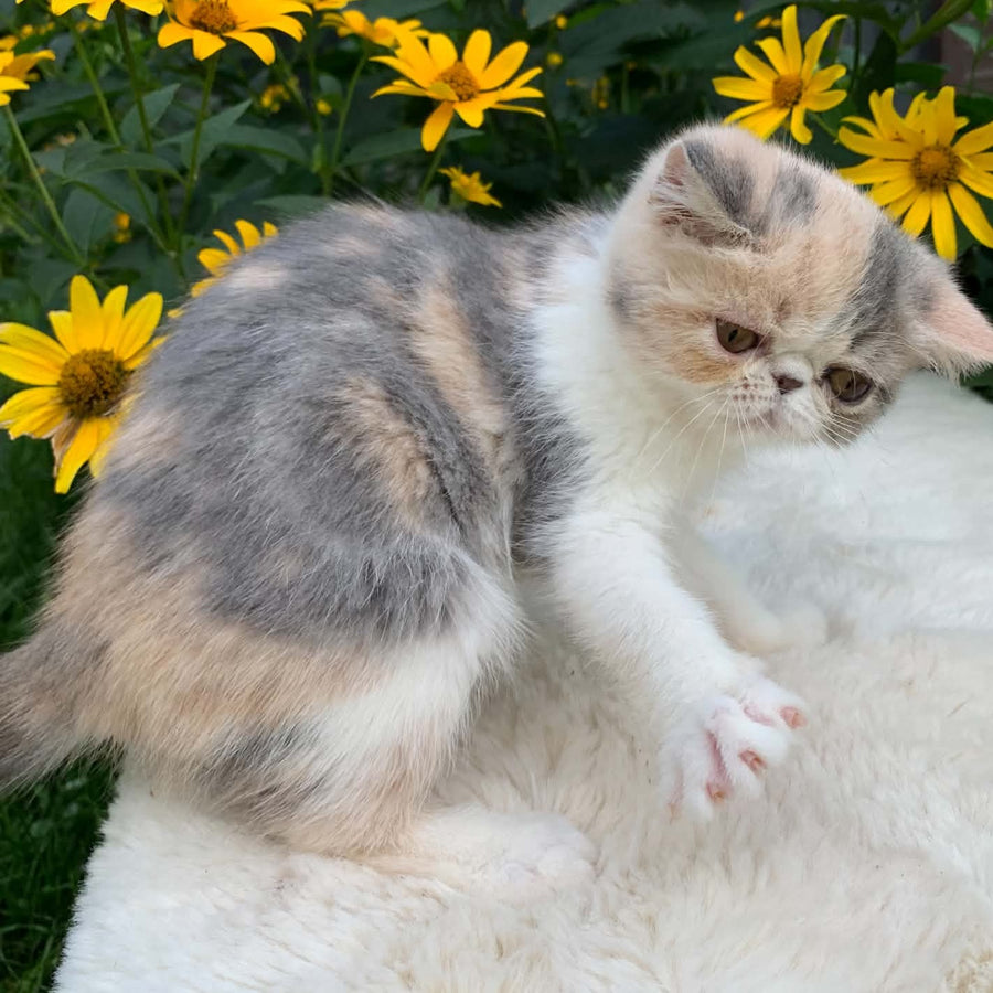 Milashka Exotic female, blue tortie tabby bicolour
