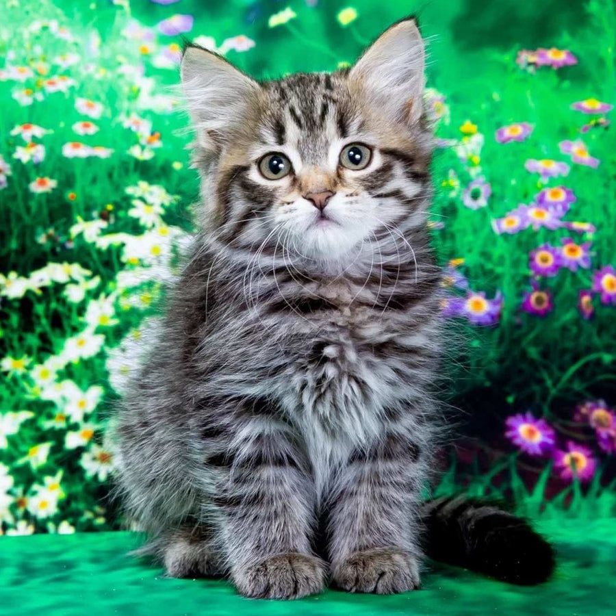 Zlata Siberian female, black spotted tabby