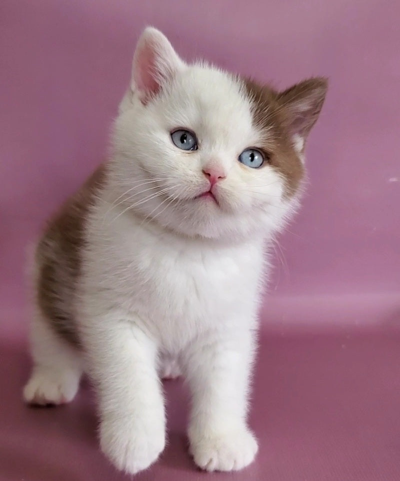 Vito British Shorthair male, cinnamon bicolour