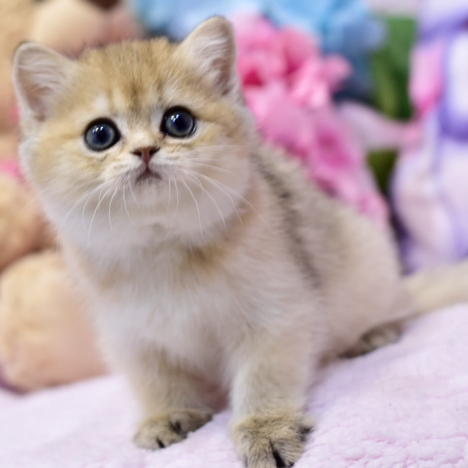 Galaxy British Shorthair female, black golden shaded