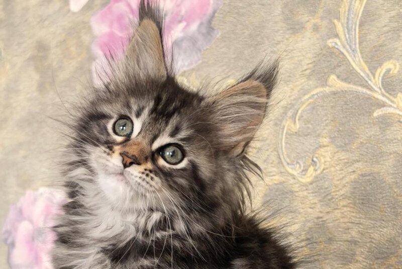 Dianne Maine Coon female black tabby live animals