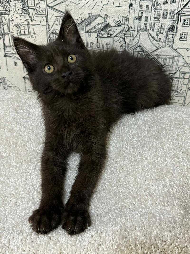 Fenomen Maine Coon male, black