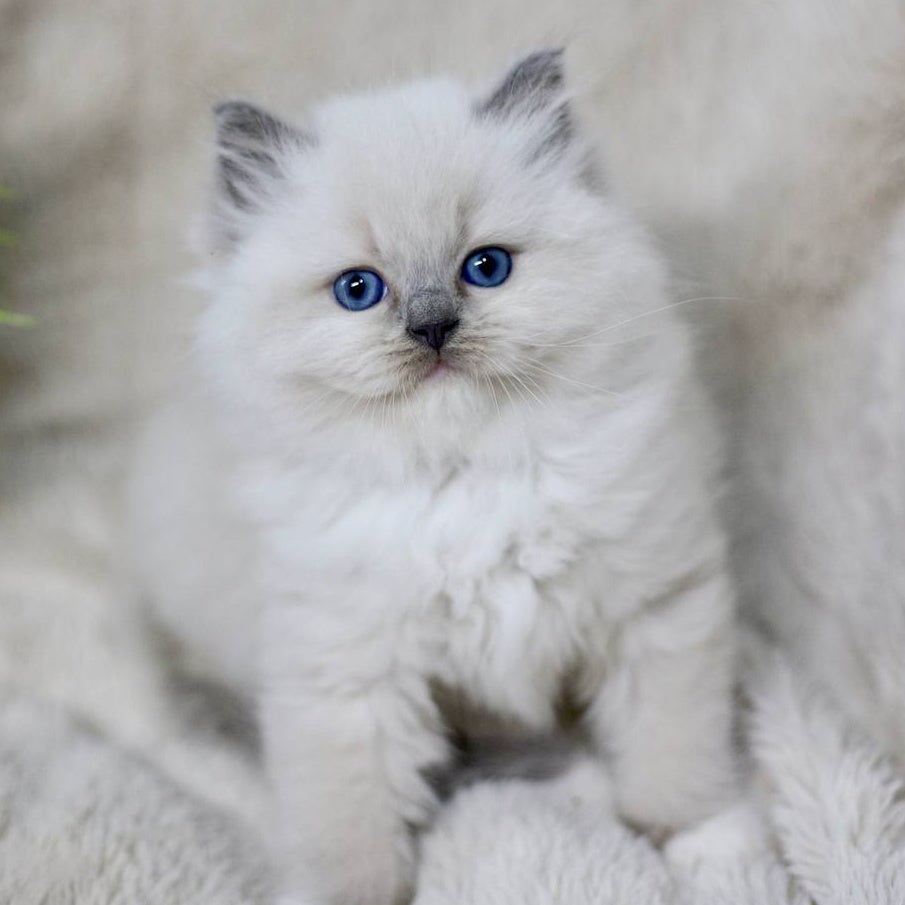 Rolex Ragdoll male, blue mitted