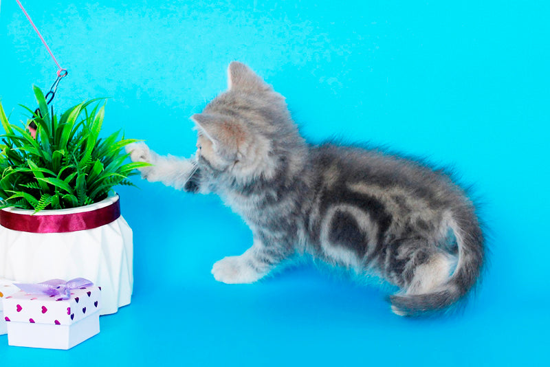 Raphael British Shorthair male, blue spotted tabby