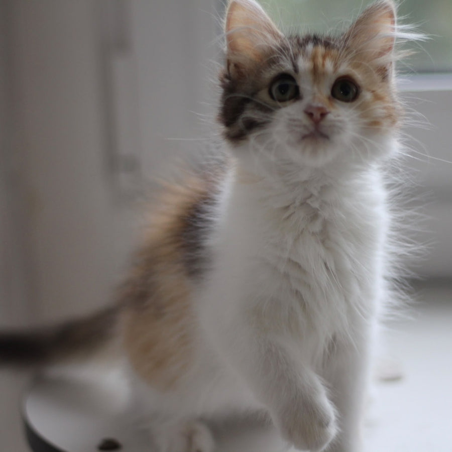 Kvetka Siberian female, black tortie tabby bicolour