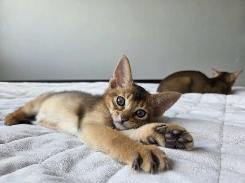 Alf Abyssinian male black - live animals