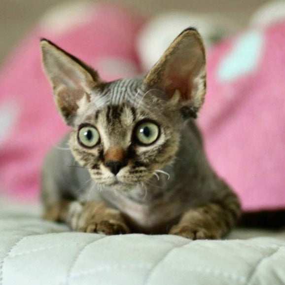 Michael Devon Rex male, black spotted tabby