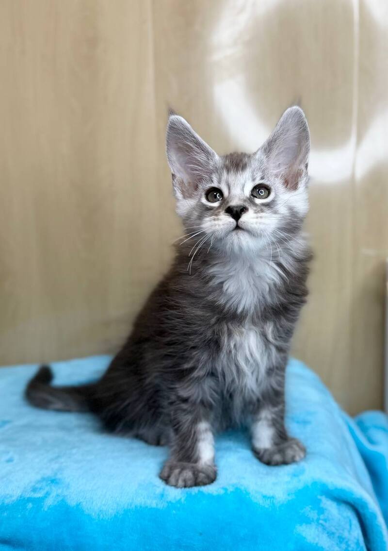 Zevs Maine Coon male, black silver ticked tabby