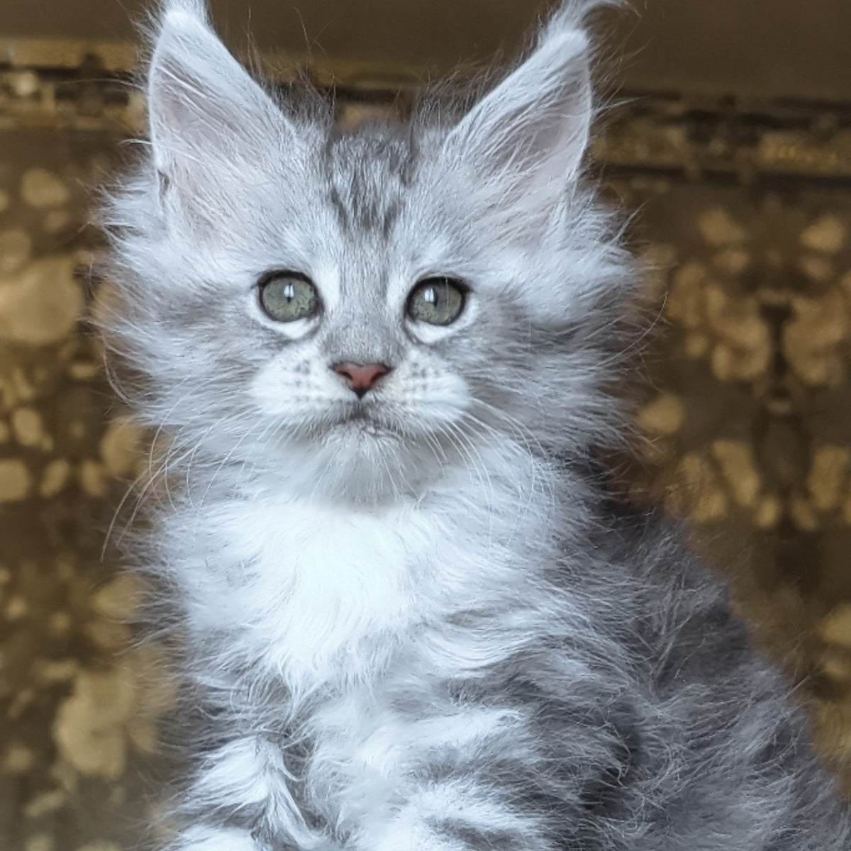 Inneta Maine Coon female, black silver tabby with white