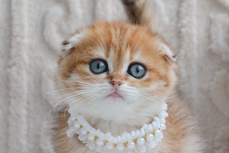 Iris Scottish Fold female, black golden spotted tabby