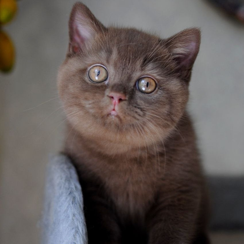Rita British Shorthair female, chocolate