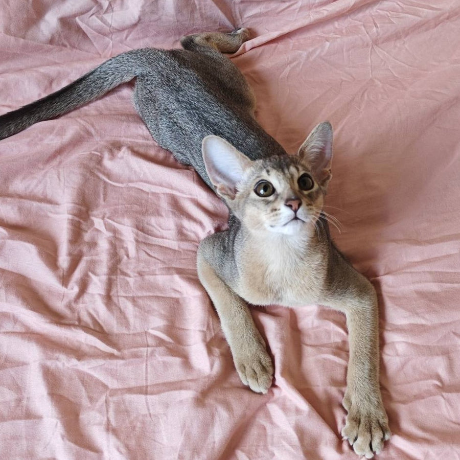 Kai Abyssinian male, blue