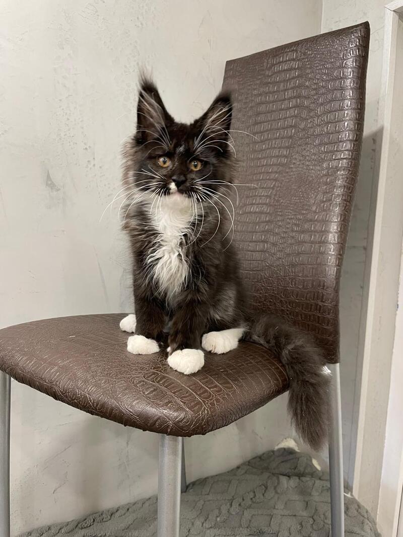 Irik Maine Coon male, black with white