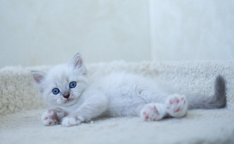 Helena Siberian female, blue with white tabby pointed