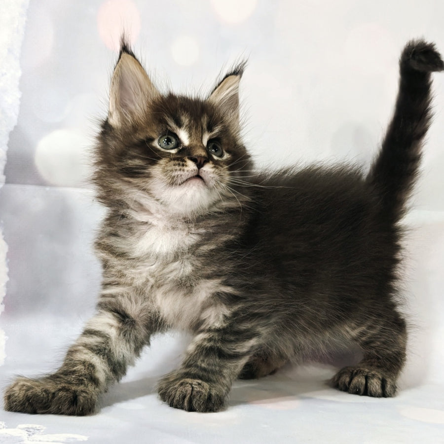 Manhattan Maine Coon polydactyl 6x6x6x6 male, black tabby