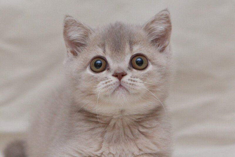 Nyasha British Shorthair female, lilac ticked tabby