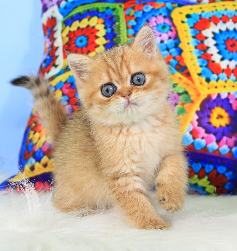 Rose British Shorthair female, black golden spotted tabby