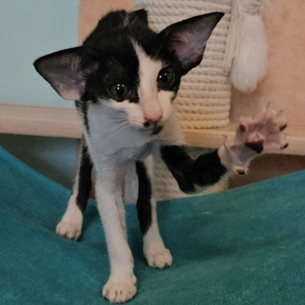 Sindy Oriental Shorthair female, black bicolour
