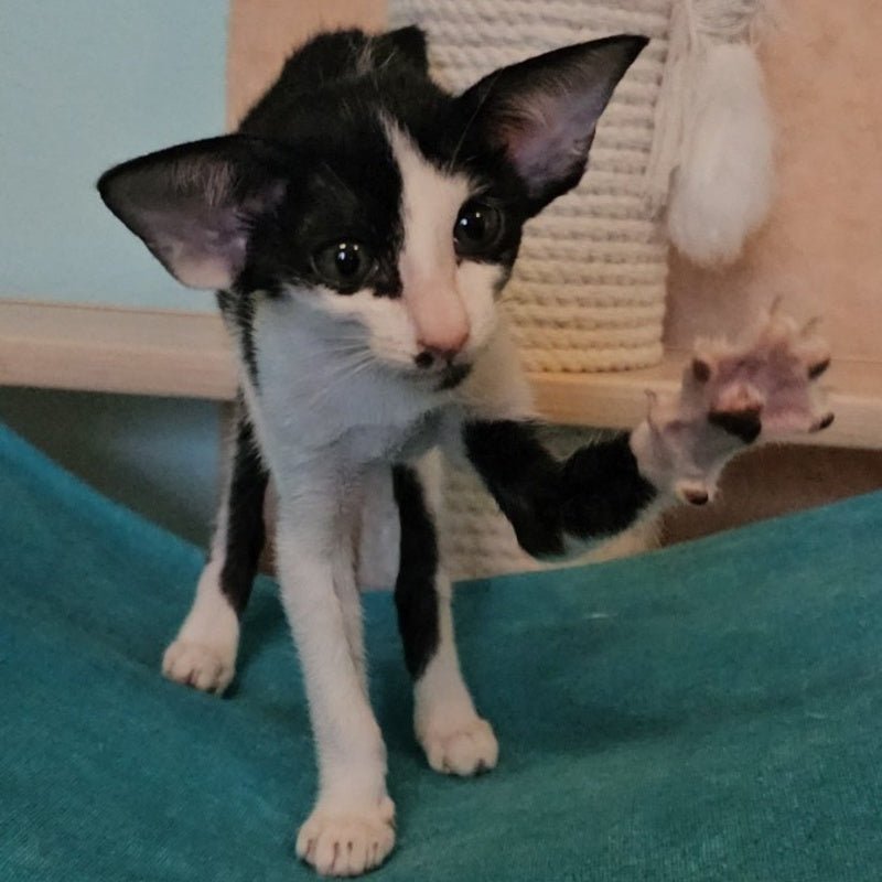 Sindy Oriental Shorthair female, black bicolour