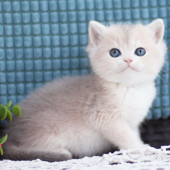 Fakira British Shorthair female, blue golden shaded