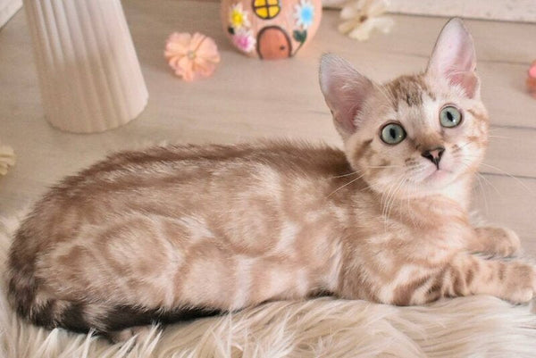 Kisa Bengal female snow mink - live animals