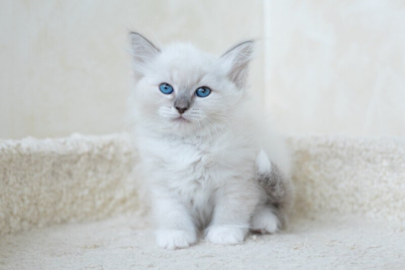 Honey Siberian female, blue with white tabby pointed