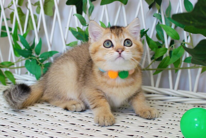 Ivan British Shorthair male, black golden ticked tabby
