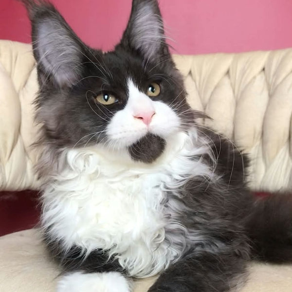 Emil Maine Coon male, black silver bicolour