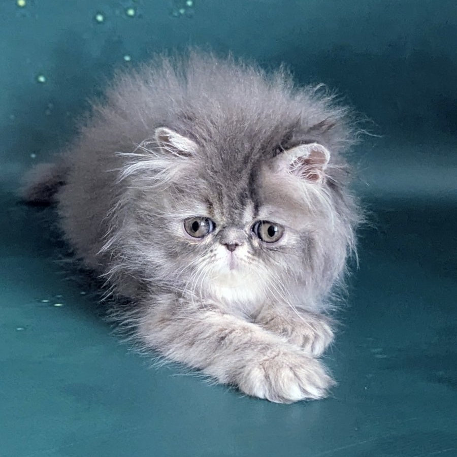 Patricia Persian female, blue tortie