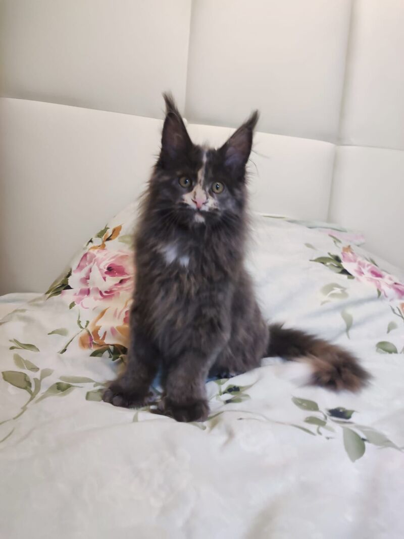 Enigma Maine Coon polydactyl female, blue tortie with white