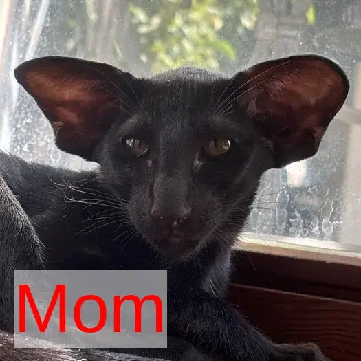 Ink Siamese male, black bicolour