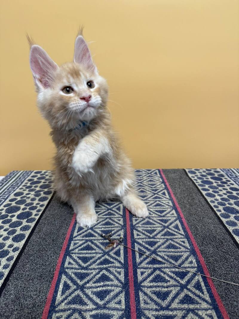 Jean Maine Coon male red silver ticked tabby with white live animals