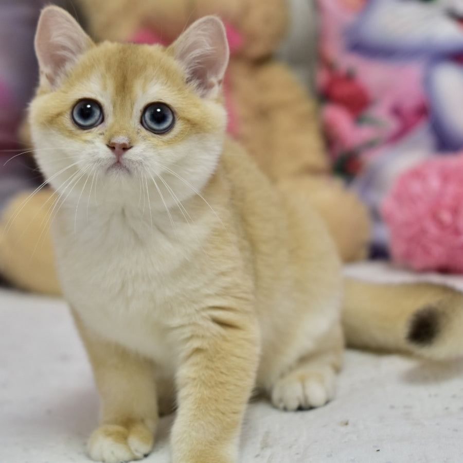 Ferrero British Shorthair male, black golden shaded