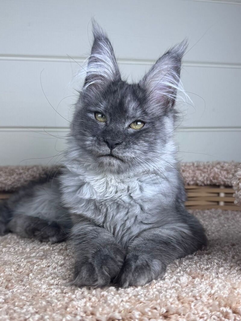Vanessa Maine Coon female black silver - live animals