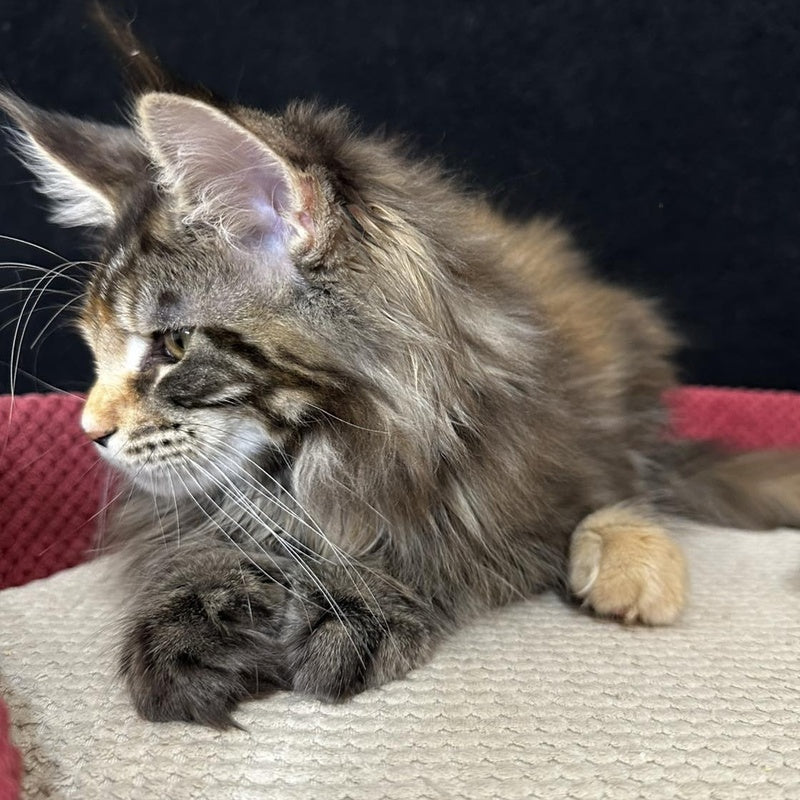 Carmen Maine Coon female, black tortie tabby