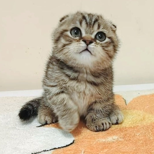 Toffee Maine Coon male, black spotted tabby