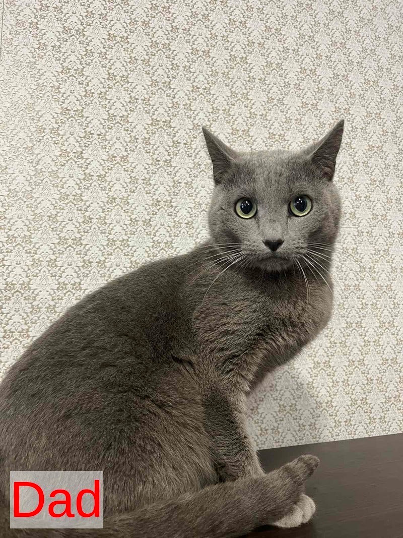 Nik Russian Blue male, blue