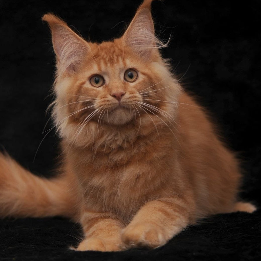 Raily Maine Coon female, red