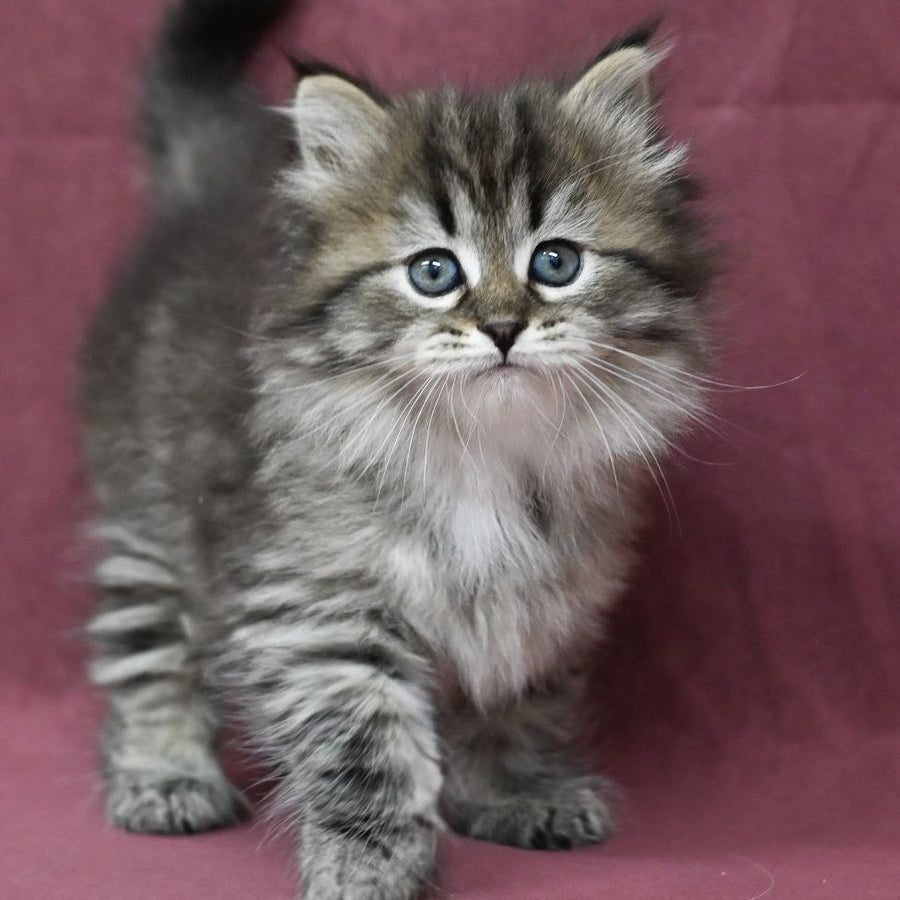 Margo Siberian female, black spotted tabby