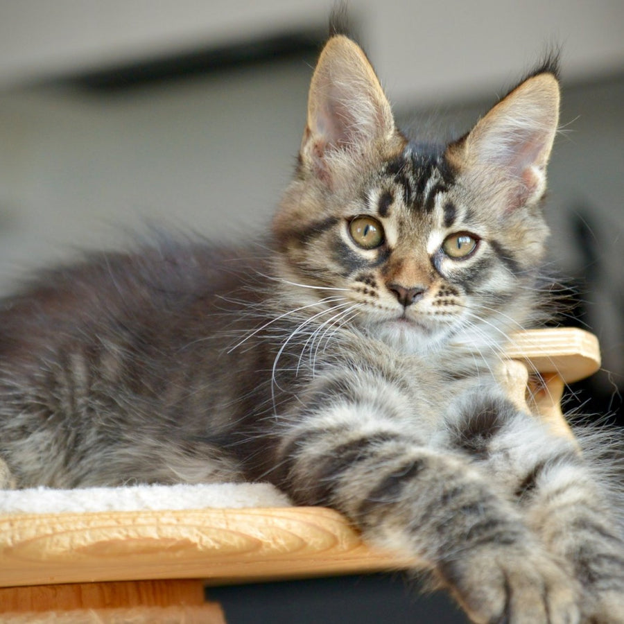 Yavanna Maine Coon female, black tabby