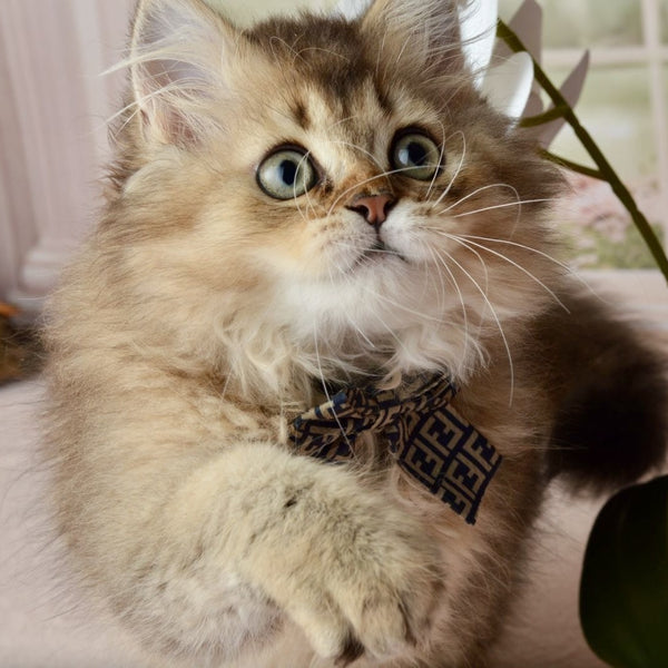 Tony Scottish Straight male, black golden ticked tabby
