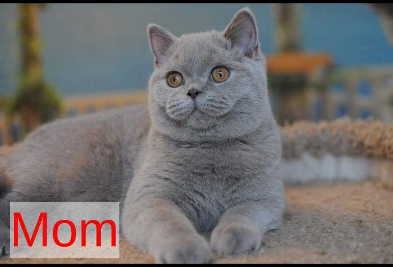 Dzhec-pot British Shorthair male, chocolate