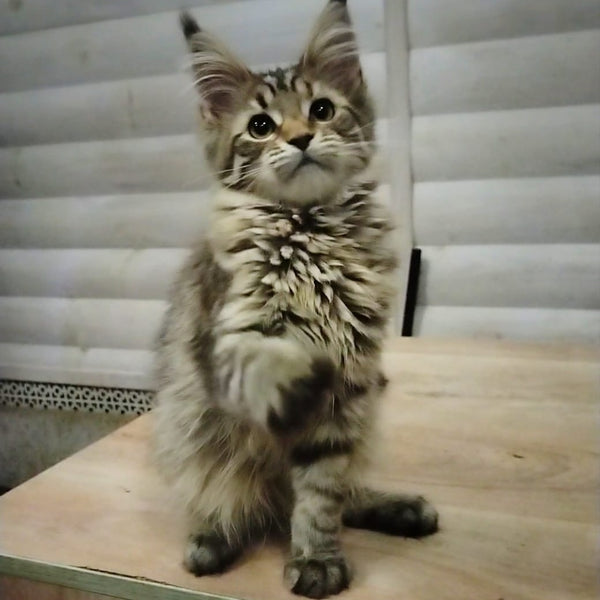Yesenia Maine Coon female, black tortie tabby