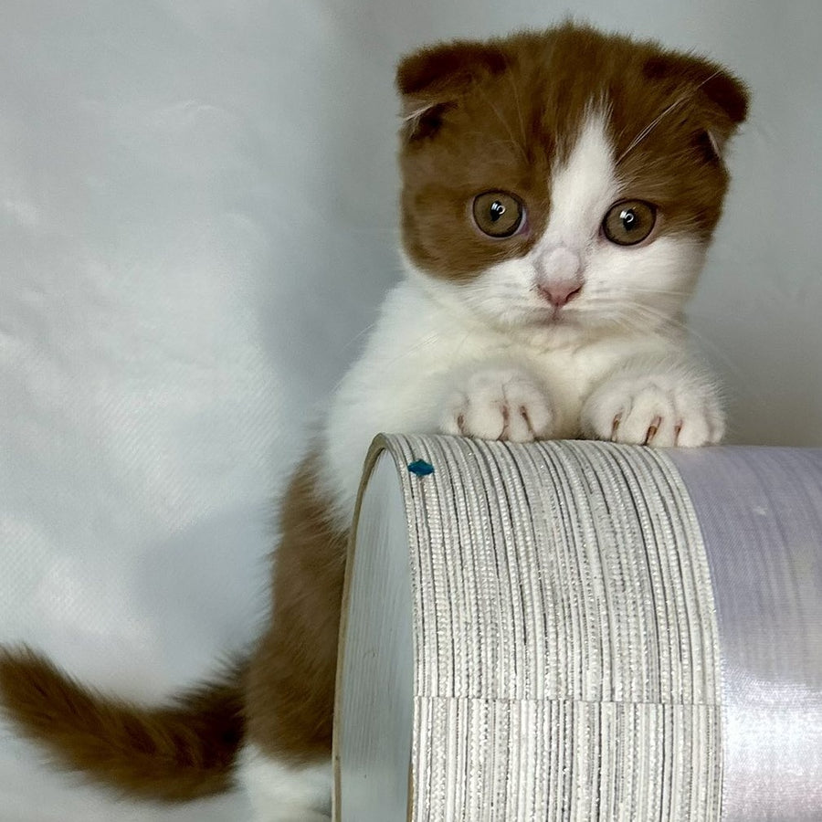 Leya Munchkin female, cinnamon bicolour