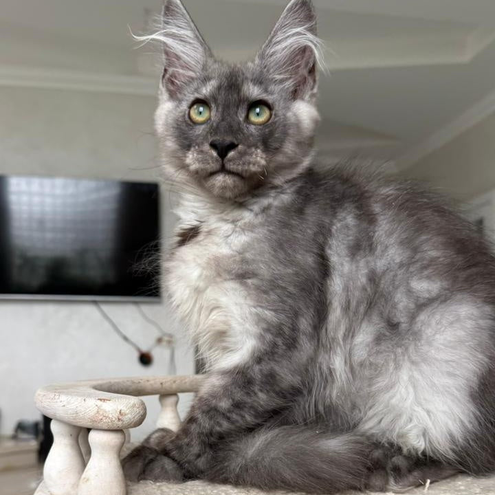 Kupidon Maine Coon male, black silver with white