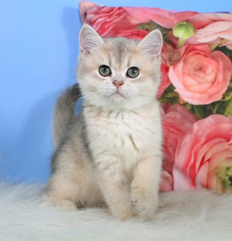 Princess British Shorthair female blue golden shaded - live animals