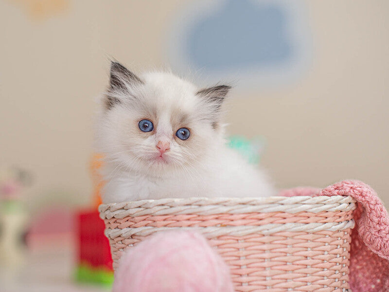Valerie Ragdoll female, seal bicolour