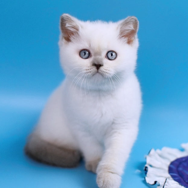 Almaz British Shorthair male, lilac pointed
