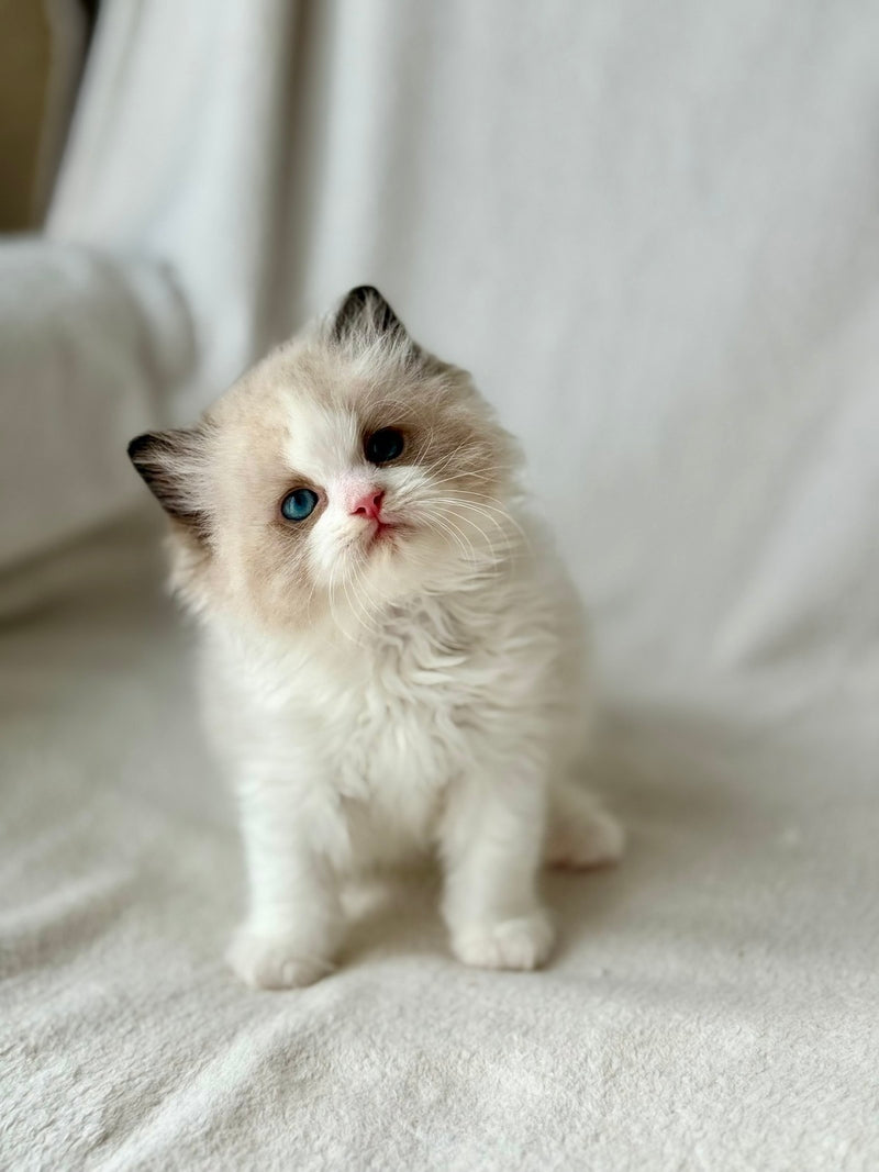 Yulik Ragdoll male black bicolour - live animals