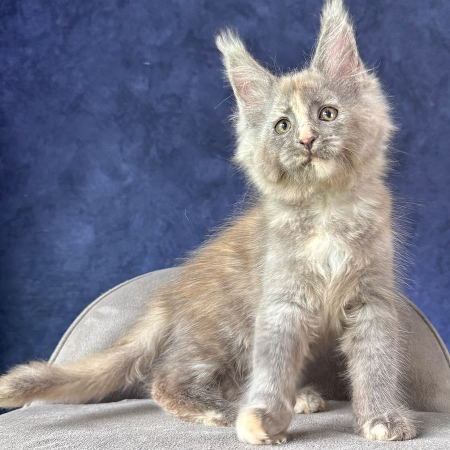 Siri Maine Coon female, blue tortie silver
